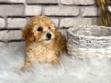 En Sevi̇mli̇ Toy Poodle Yavrusu