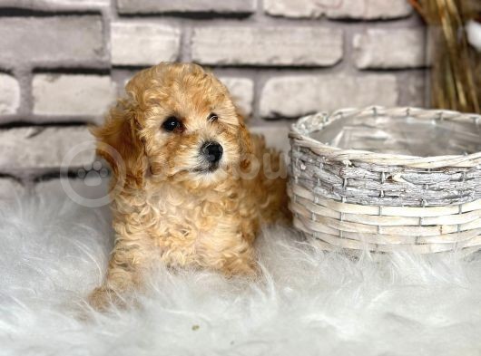 En Sevi̇mli̇ Toy Poodle Yavrusu görsel