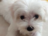 Maltese Terrier Erkek