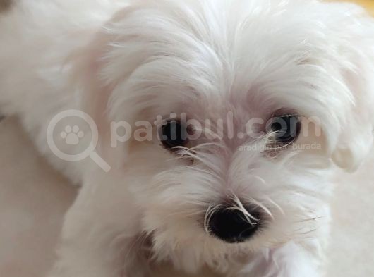 Maltese Terrier Erkek