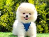 Safkan Pomeranian Boo Yavrularımız