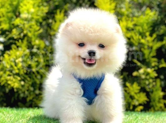 Safkan Pomeranian Boo Yavrularımız görsel