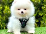 Safkan Pomeranian Boo Yavrularımız