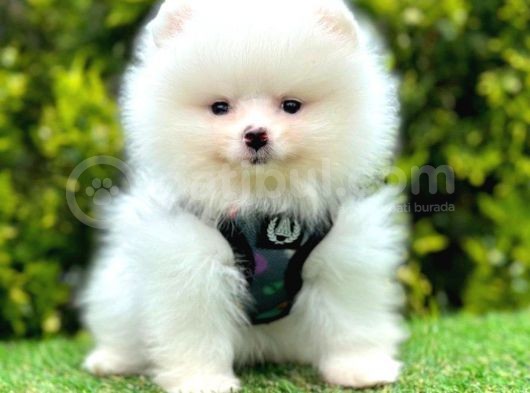 Safkan Pomeranian Boo Yavrularımız