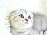 Best Klas Ns25 Scottish Fold Yavrumuz