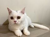 Pamuk Gibi Beyaz British Shorthair Oğlumuz