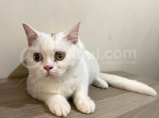 Pamuk Gibi Beyaz British Shorthair Oğlumuz görsel