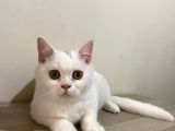 Pamuk Gibi Beyaz British Shorthair Oğlumuz