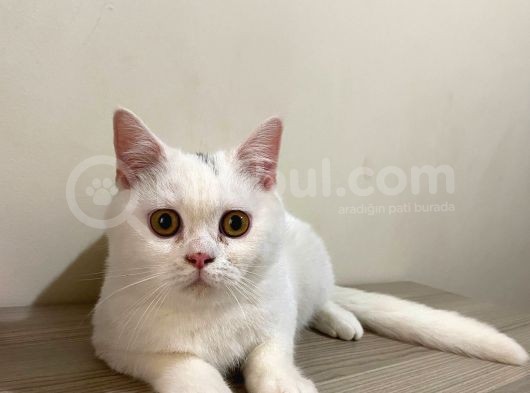 Pamuk Gibi Beyaz British Shorthair Oğlumuz görsel