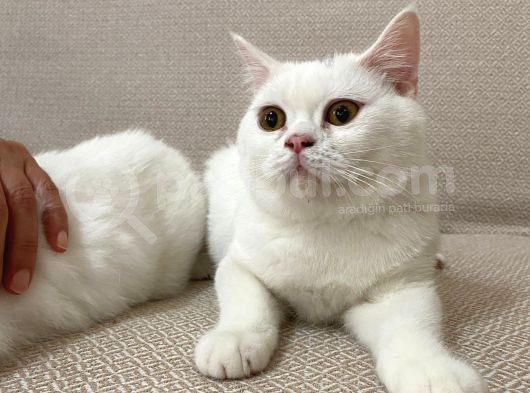 Pamuk Gibi Beyaz British Shorthair Oğlumuz