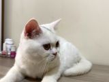 Pamuk Gibi Beyaz British Shorthair Oğlumuz