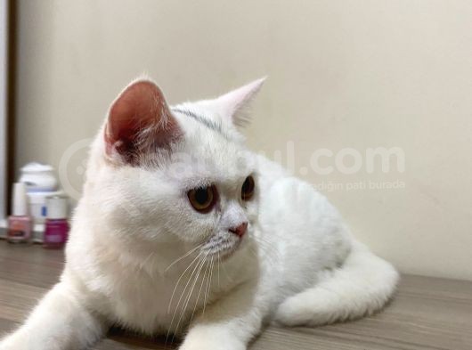 Pamuk Gibi Beyaz British Shorthair Oğlumuz görsel
