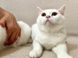 Pamuk Gibi Beyaz British Shorthair Oğlumuz