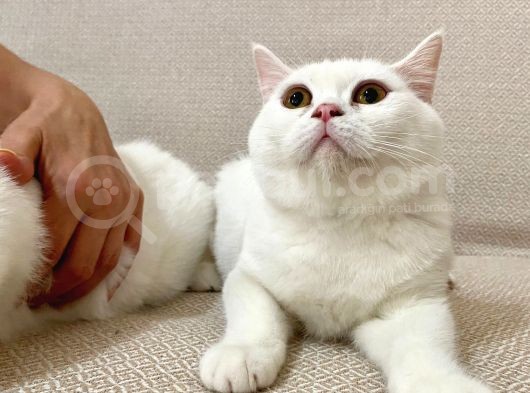 Pamuk Gibi Beyaz British Shorthair Oğlumuz görsel