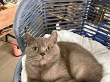 Çok Akıllı Sevecen British Shorthair Oğlumuz