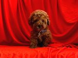 Safkan Red Brown Toy Poodle Yavrularimiz