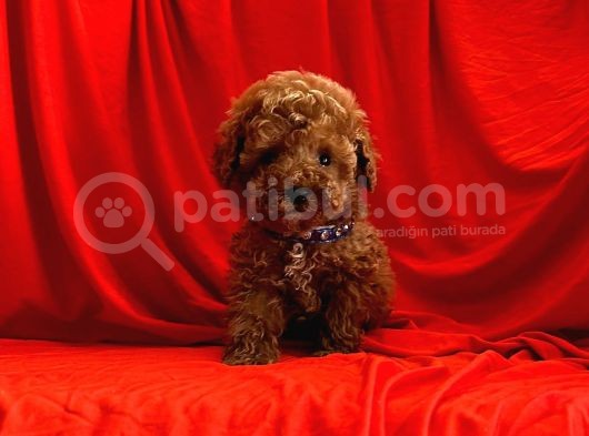 Safkan Red Brown Toy Poodle Yavrularimiz görsel