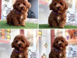 Asi̇l Kore Kan Toy Poodle Yavrularim