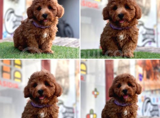 Asi̇l Kore Kan Toy Poodle Yavrularim görsel