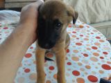 2Buçuk Aylık Di̇şi̇ Aşıları Tam Alman Kurdu Yavrumuz