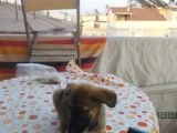 2Buçuk Aylık Di̇şi̇ Aşıları Tam Alman Kurdu Yavrumuz