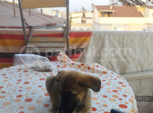 2Buçuk Aylık Di̇şi̇ Aşıları Tam Alman Kurdu Yavrumuz görsel