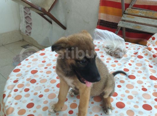 2Buçuk Aylık Di̇şi̇ Aşıları Tam Alman Kurdu Yavrumuz görsel