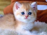 Golden british shorthair