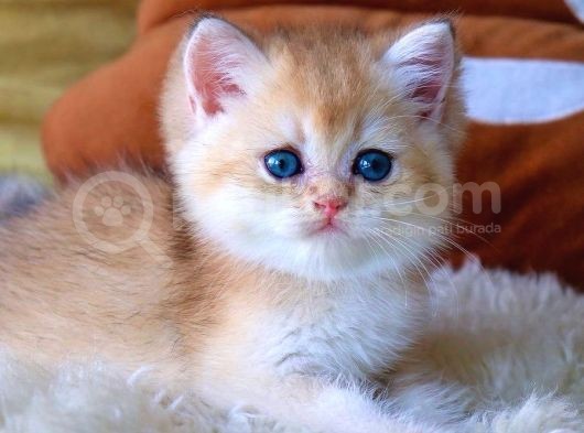 Golden British Shorthair