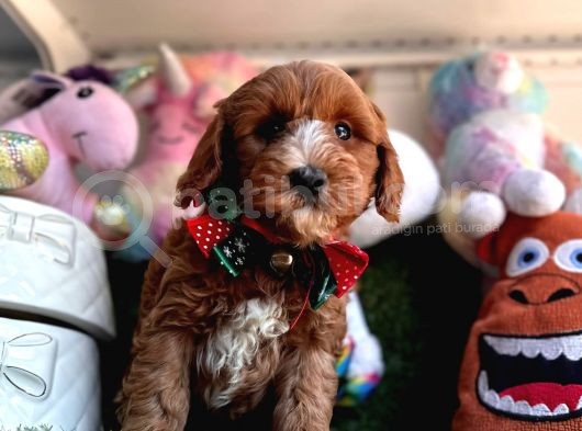 Particulier Maltipoo görsel
