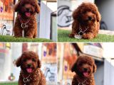 Asi̇l Kore Kan Toy Poodle Yavrularim