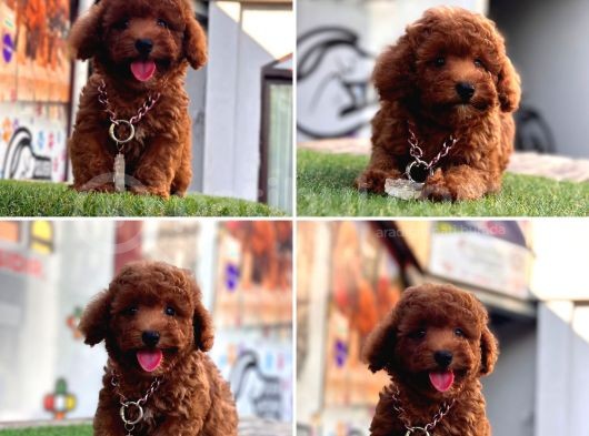 Asi̇l Kore Kan Toy Poodle Yavrularim görsel