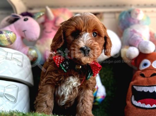 Particulier Maltipoo görsel