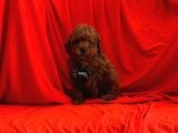 Safkan Red Brown Toy Poodle Yavrularimiz