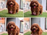 Asi̇l Kore Kan Toy Poodle Yavrularim