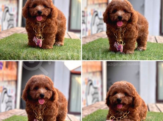 Asi̇l Kore Kan Toy Poodle Yavrularim görsel