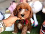 Particulier maltipoo