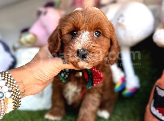 Particulier Maltipoo