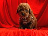 Safkan Red Brown Toy Poodle Yavrularimiz