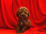 Safkan Red Brown Toy Poodle Yavrularimiz