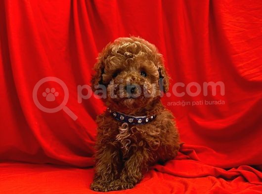 Safkan Red Brown Toy Poodle Yavrularimiz görsel