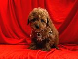 Safkan Red Brown Toy Poodle Yavrularimiz