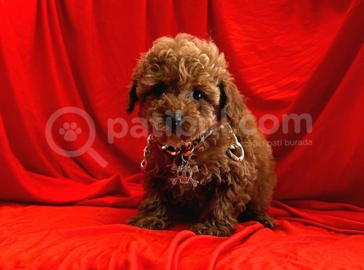 Safkan Red Brown Toy Poodle Yavrularimiz görsel