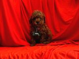 Safkan Red Brown Toy Poodle Yavrularimiz