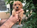 RED BROWN TOY POODLE YAVRULARIM