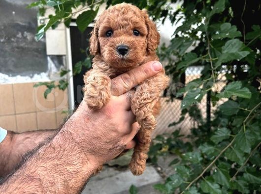 Red Brown Toy Poodle Yavrularim