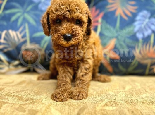 OYUNCU VE ZEKİ TOY POODLE ERKEK YAVRU