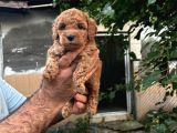 Red Brown Toy Poodle Yavrularim