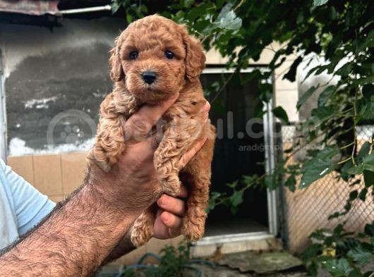 Red Brown Toy Poodle Yavrularim görsel