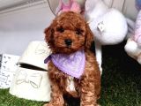 Kucak dolusu toy poodle yavrular